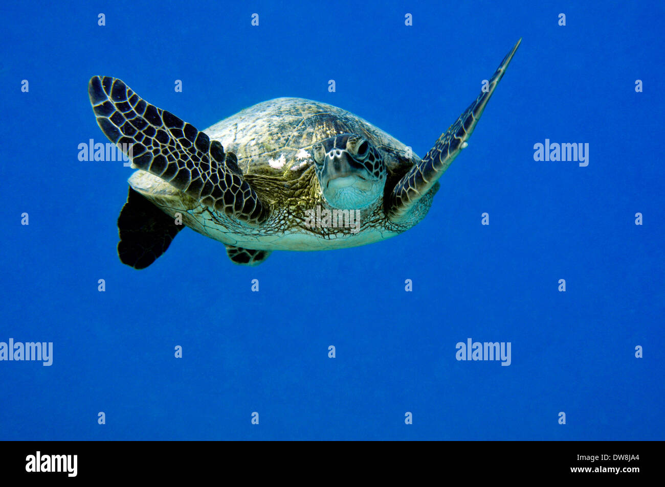 Grüne Meeresschildkröte, Chelonia Mydas, Hanauma Bay Marine zu bewahren, Oahu, Hawaii, USA Stockfoto