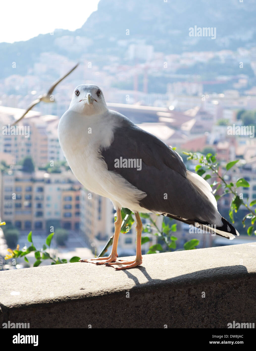 Möwe schauen in die Kamera Stockfoto