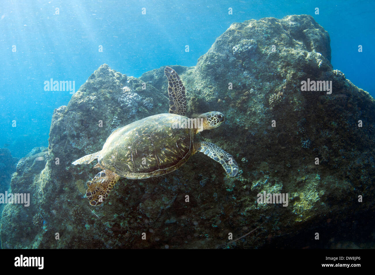 Grüne Meeresschildkröte, Chelonia Mydas, schwimmt in Waimea Bay, nördlich von Oahu, Hawaii, USA Stockfoto