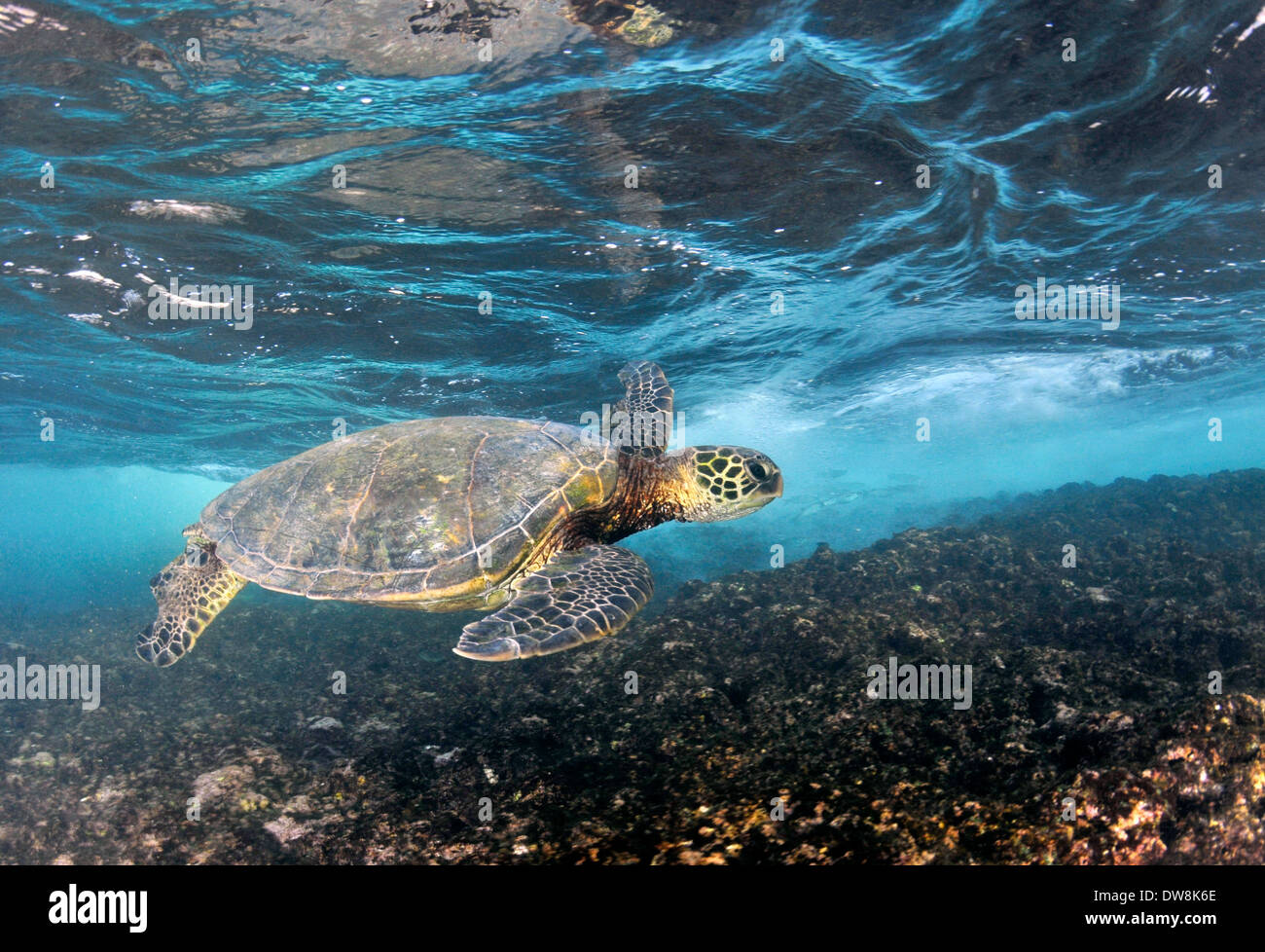Grüne Meeresschildkröte, Chelonia Mydas, schwimmt in Küstennähe in Koolina Strand, Oahu, Hawaii Stockfoto