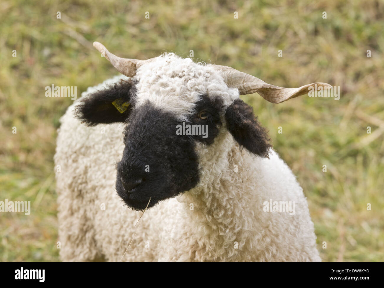 Inländische Schafe Walliser Schwarznasenschaf (Valais Blacknose) doppelten  Zweck züchten Ewe Nahaufnahme des Kopfes in Alm oben Stockfotografie - Alamy