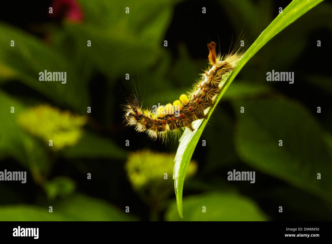 Caterpillar der rostigen Tussock Motte Stockfoto