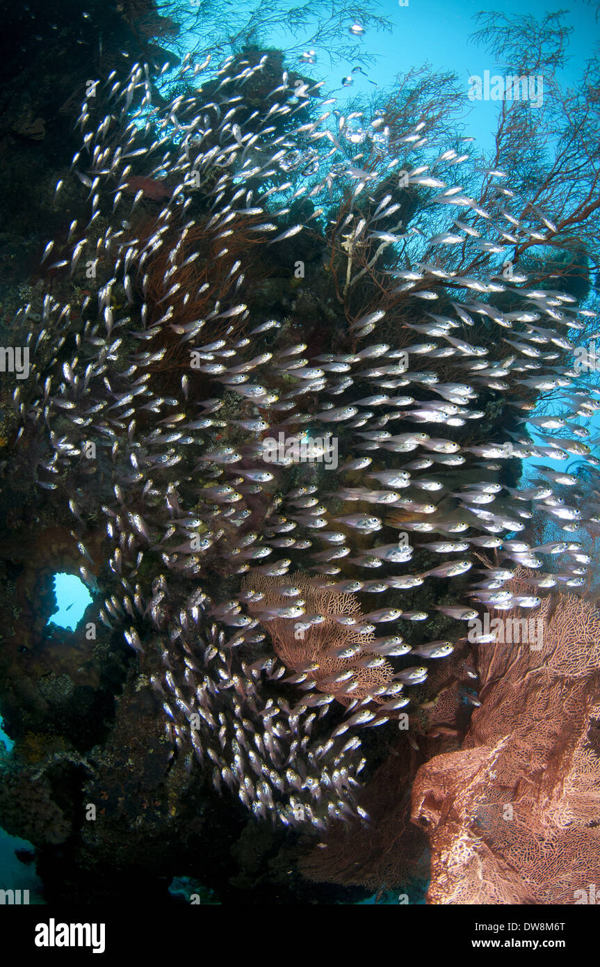 Schwarz-Streifen Kehrmaschine (Parapriacanthus Schwenkii) Schwarm Schwimmen im Coral verkrusteten Schiffswrack USAT Liberty (US Army Transportschiff Stockfoto