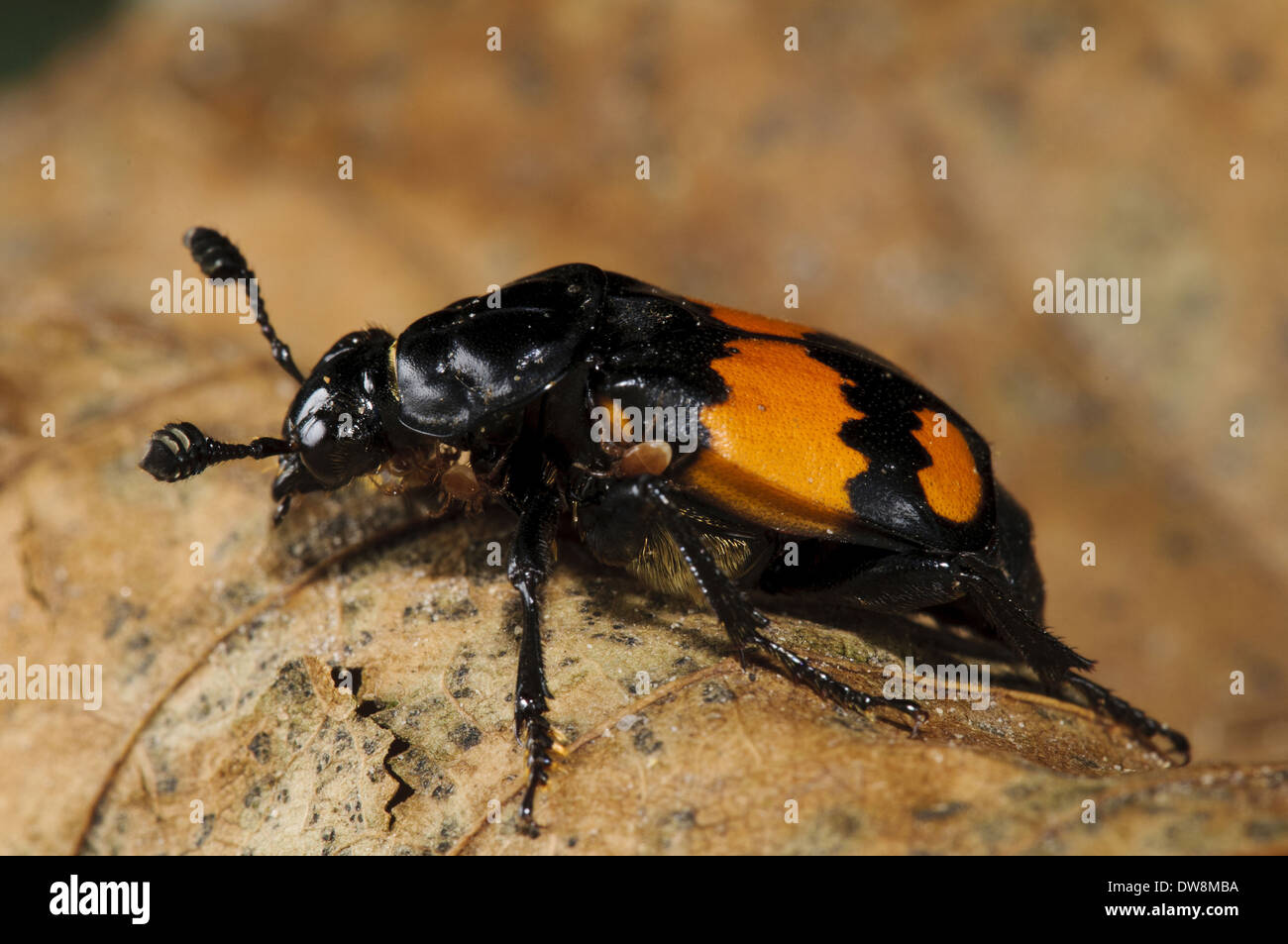 Gemeinsamen Sexton Käfer (Nicrophorus Vespilloides) Erwachsenen zu Fuß über totes Blatt Clumber Park Nottinghamshire England Oktober Stockfoto