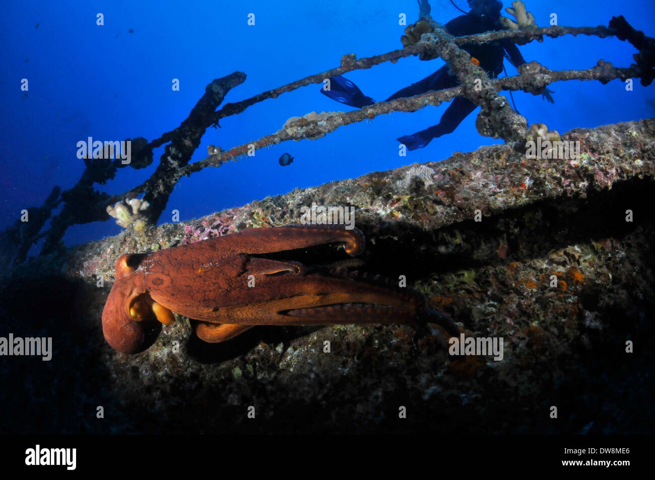 Scuba Diver beobachtet ein Krake, Octopus Cyanea im Bug des das Meer