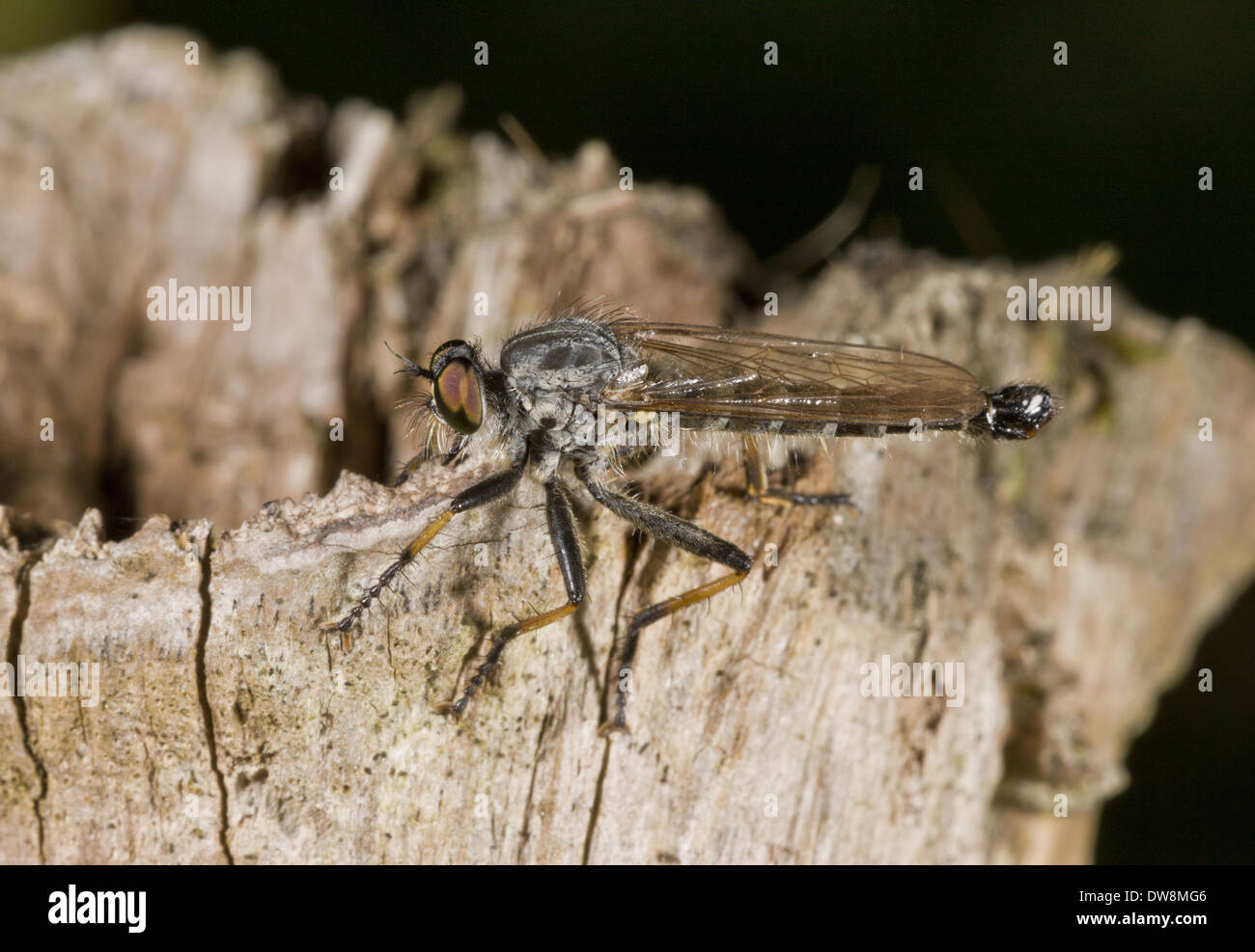 Gemeinsamen Awl Robberfly (Neoitamus Cyanurus) Erwachsenen Hampshire England August Stockfoto