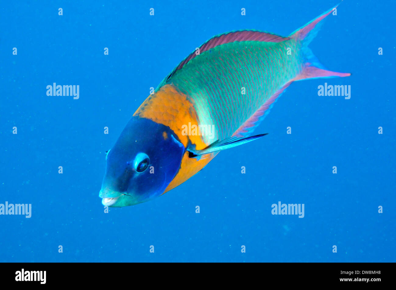 Sattel-Lippfische, Thalassoma Duperrey, endemisch in Hawaii, USA Stockfoto