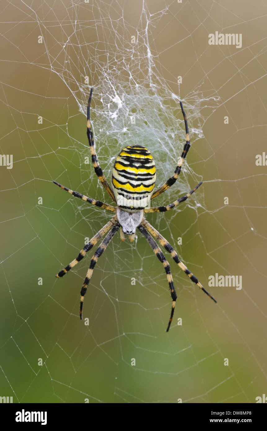 Schwarz-gelbe Radnetz Spinne (Argiope Bruennichi) Erwachsenfrau im Zentrum des Web Rainham Sümpfe RSPB Reserve Themsemündung Stockfoto