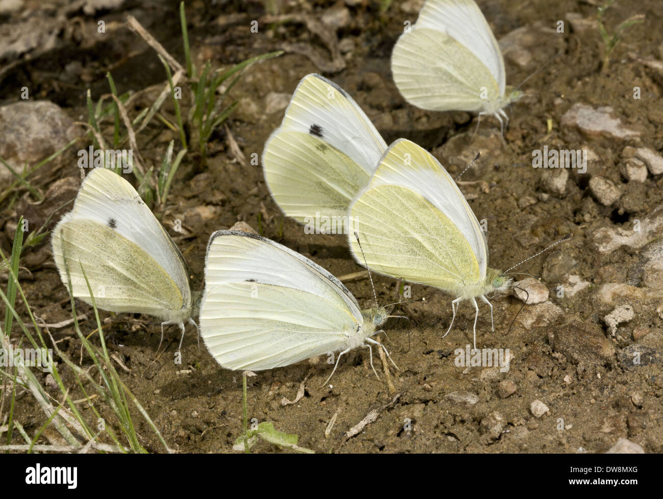 Südliche kleine weiße (Pieris Mannii) fünf Erwachsene "Schlamm-Puddling" trinkende Mineralien aus feuchten Boden Pontischen Gebirge Anatolien Stockfoto