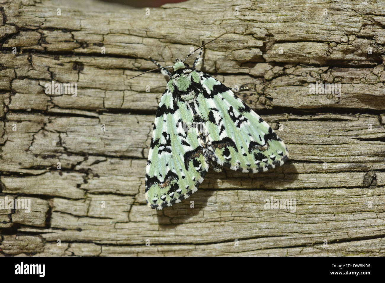 Merveille-du-Jour (Dichonia Aprilina) Erwachsenen ruht auf Rinde Oxfordshire England Mai Stockfoto