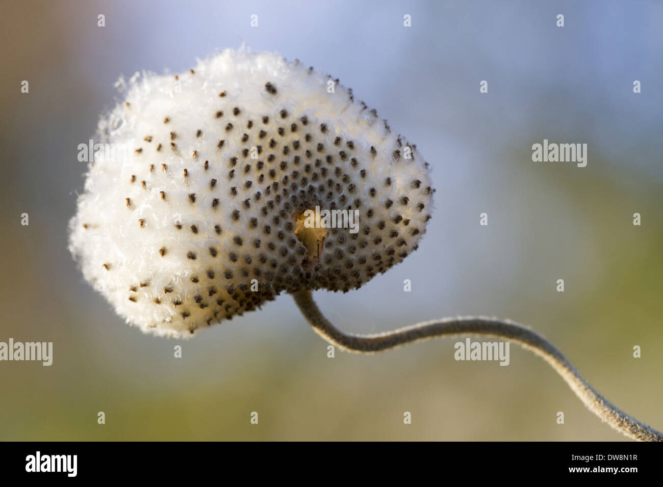 Japanische Anemone (Anemone Hupehensis var. Japonica) 'Praecox' close-up der Seedhead im Garten Carmarthenshire Wales-November Stockfoto
