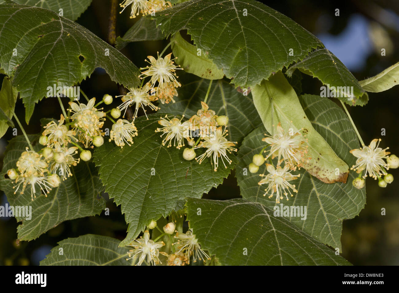 Large blätterte Linde (Tilia Platyphyllos) Nahaufnahme der Blüten und Blätter Zentralfrankreich Juni Stockfoto