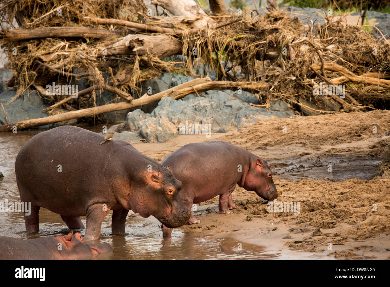 Wilden Nilpferde im Fluss. Stockfoto