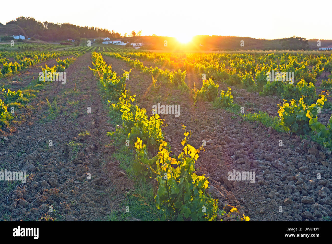 Weingut in Portugal, Alentejo Region bei Sonnenuntergang Stockfoto