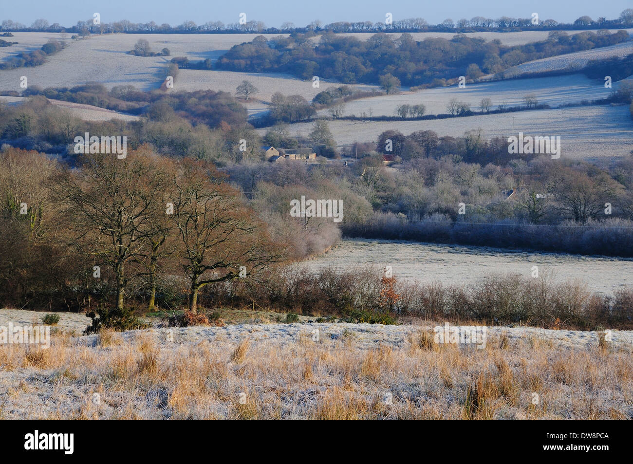 Kingcombe Wiesen DWT reservieren. Dorset, UK Stockfoto