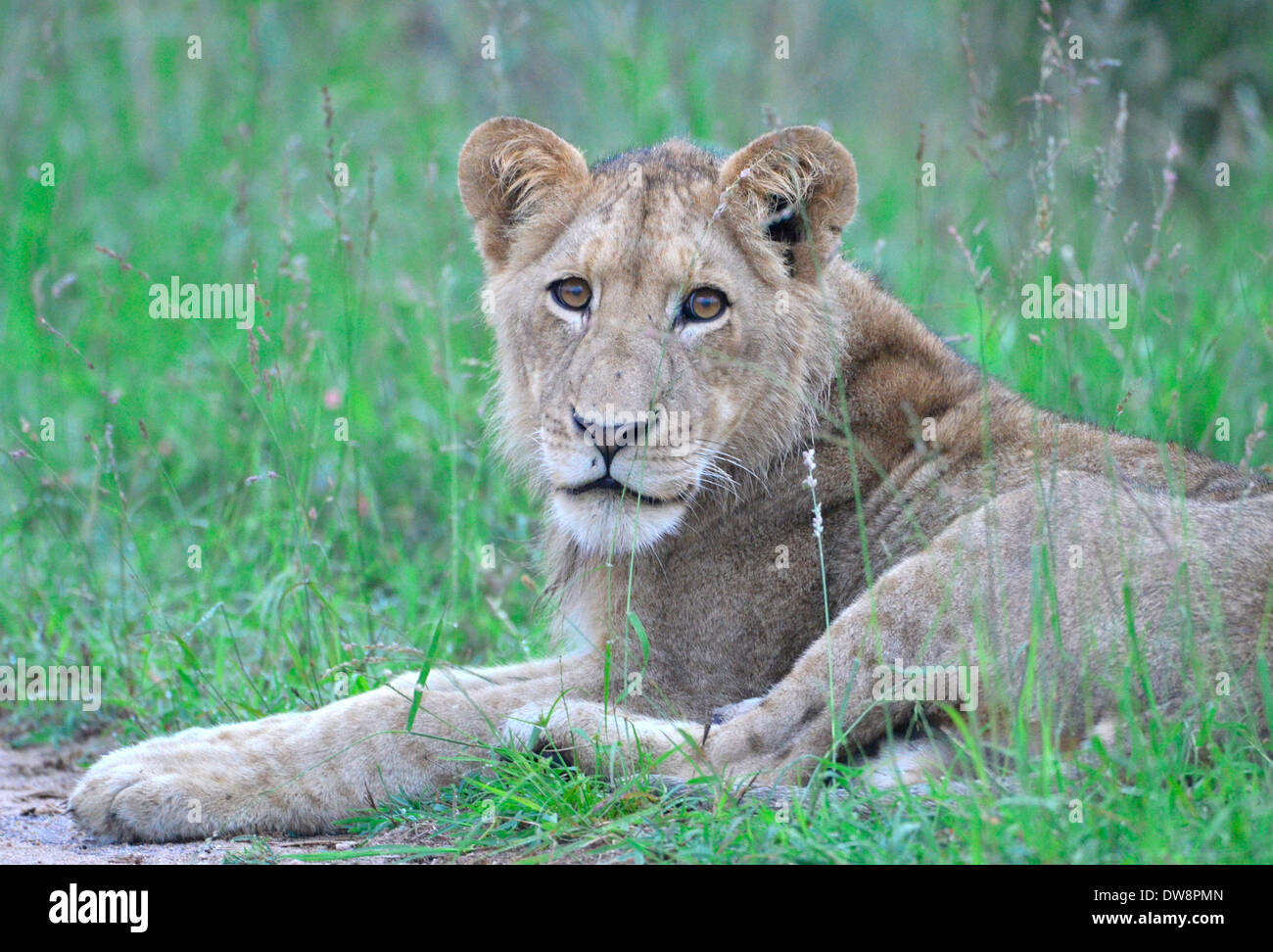 Kruger National Park, Südafrika ist eine Hauptposition für Tierbeobachtungen. Junge männliche Löwen liegen im grünen Rasen. Frontale Ansicht. Stockfoto