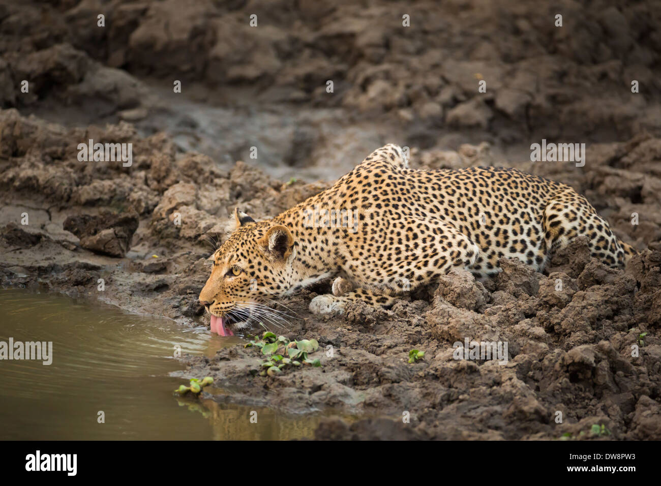 Leopard (Panthera Pardus) hinlegen und trinken an einer Wasserstelle tagsüber in Lower Zambezi National Park in Sambia. Stockfoto