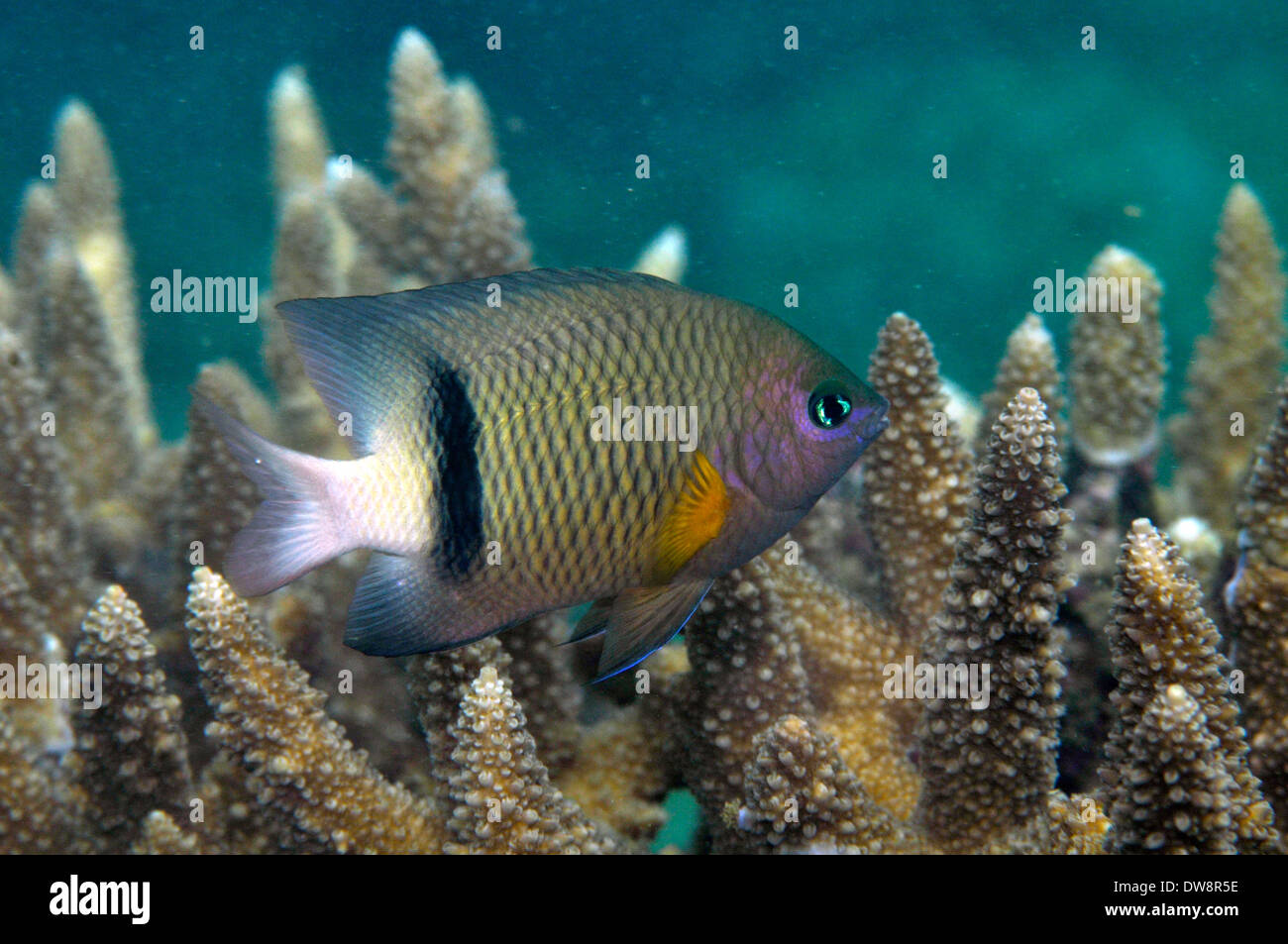 Balken Maid, Plectroglyphidodon Dickii schwimmt herum Acropora SP. Koralle, Tibarama Insel, Poindimie, Neu-Kaledonien Stockfoto