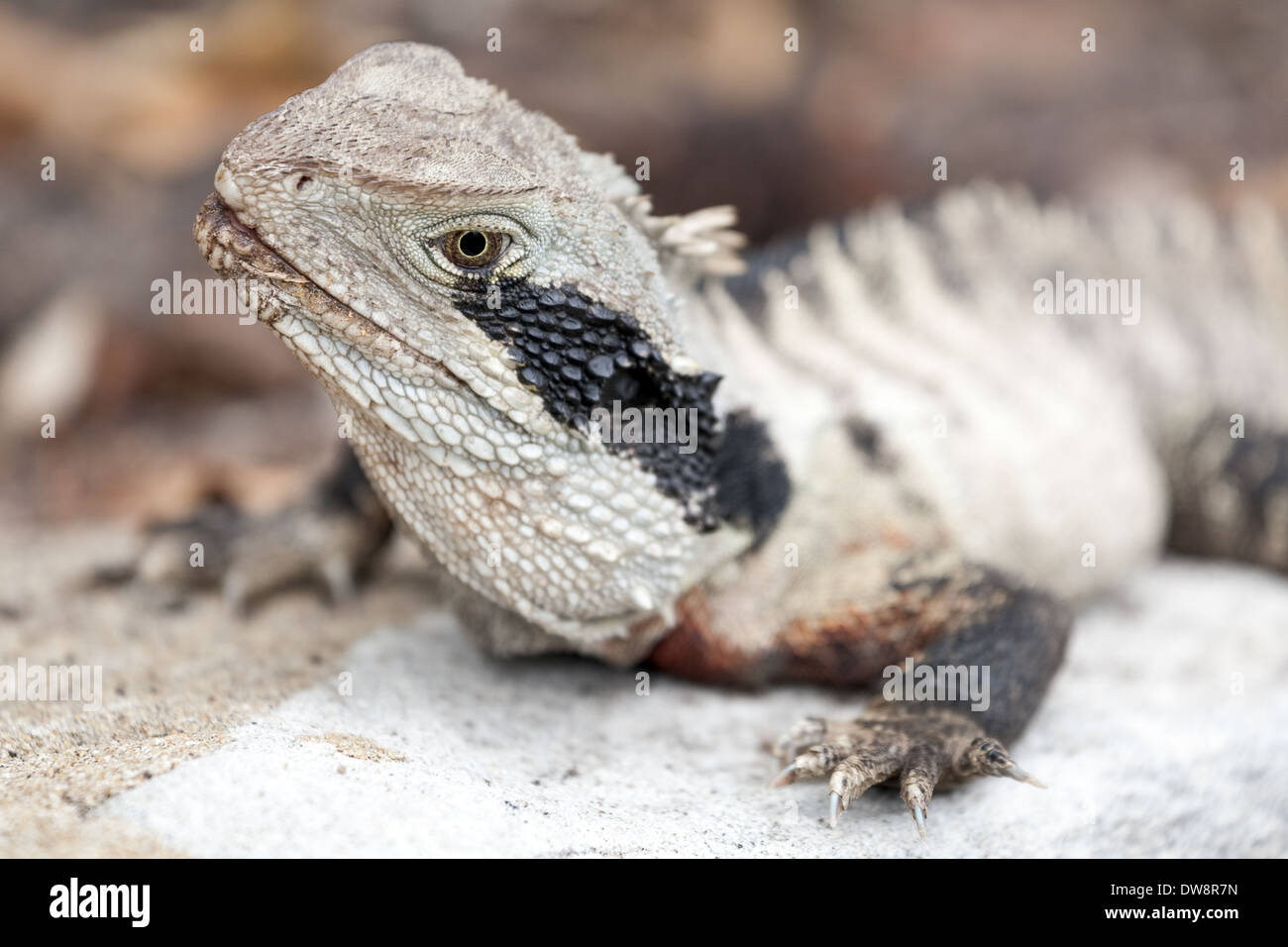 Eastern Water Dragon, Intellagama lesueurii lesueurii früher Physignathus lesueurii, geschützte Arten, Manly, Sydney, Australien Stockfoto