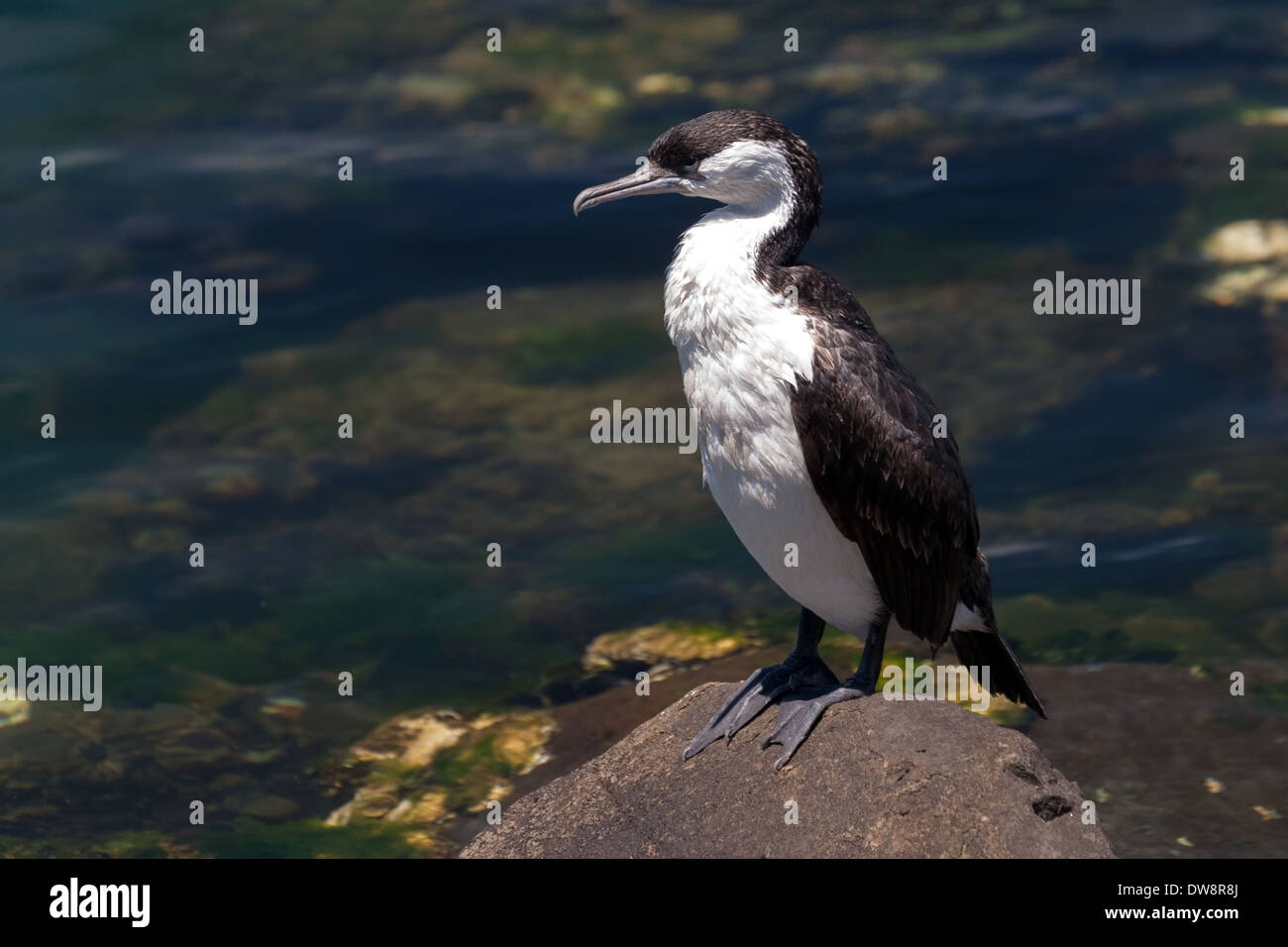 Black-Faced Cormorant, Phalacrocorax fuscescens, auch bekannt als Black-Faced Shag, Constitution Dock, Sullivans Cove, Hobart, Tasmanien, Australien Stockfoto
