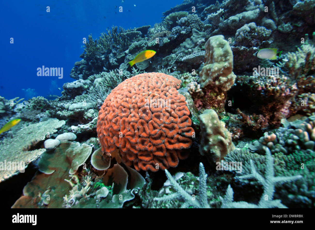 Lobo oder Hirnkoralle, Lobophyllia Hemprichii Dumbea Pass, Noumea, Neukaledonien, Südpazifik Stockfoto