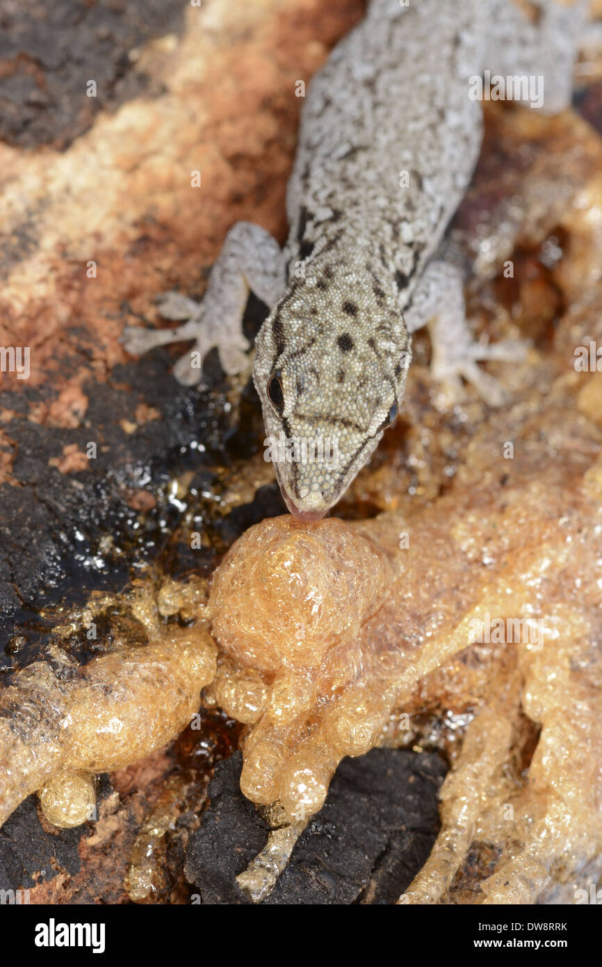 Plattköpfig Haus Gecko (Hemidactylus Platycephalus) Erwachsenen Fütterung auf erstarrter Saft der Akazie Kafue Nationalpark Sambia September Stockfoto