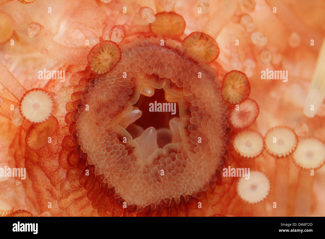 Grün Urchin (Psammechinus Miliaris) Erwachsenen Nahaufnahme von Jaws (Captive) Stockfoto