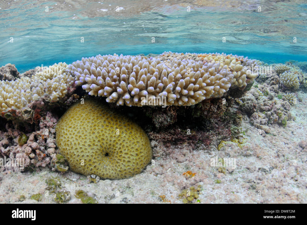 Verzweigung lila Spitzen Korallen Kopf, Acropora Digitifera und Drehknopf Koralle, Favia SP., im flachen Wasser, Nukuifala, Wallis-Insel Stockfoto