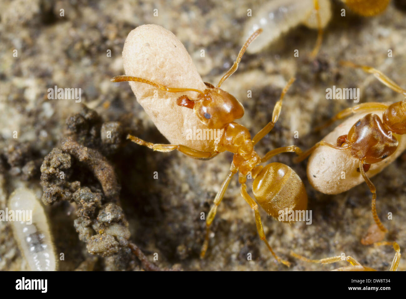 Gelbe Wiese Ameisen (Lasius Flavus) Erwachsene Arbeitnehmer beweglichen verpuppte Puppen in Powys Wales August nisten Stockfoto