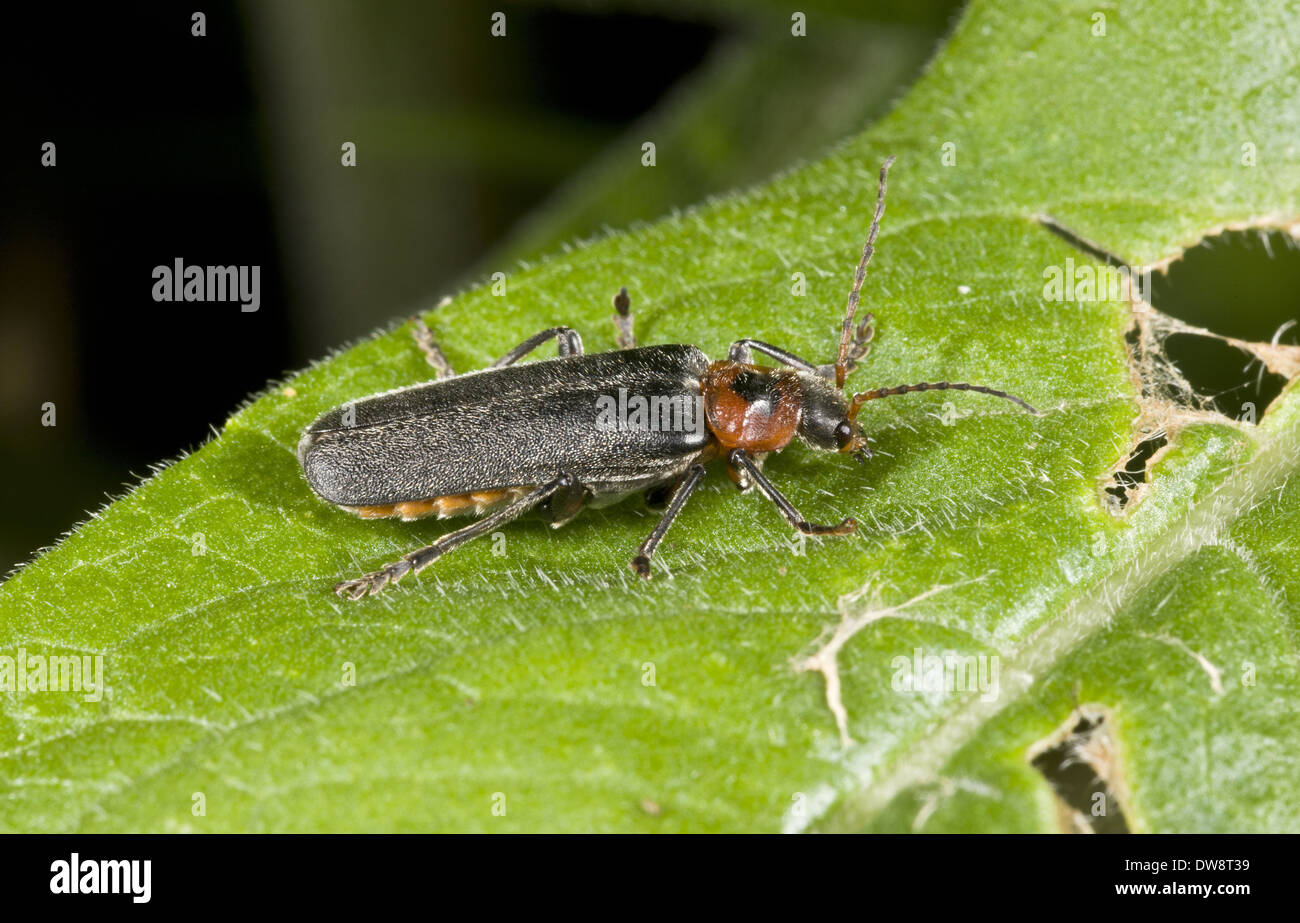 Soldat-Käfer (Cantharis Rustica) Erwachsenen ruht auf Blatt Massif du Sancy Auvergne Frankreich Juli Stockfoto