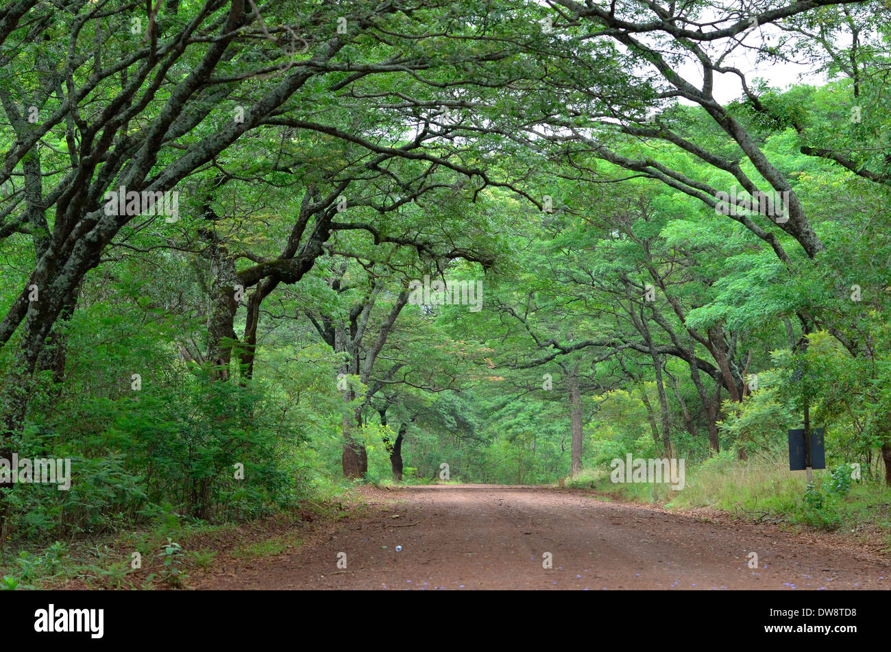 Eastern Highlands von Zimbabwe im Sommer mit hellen grünen Farben und gebirgige Lebensraum. Stockfoto