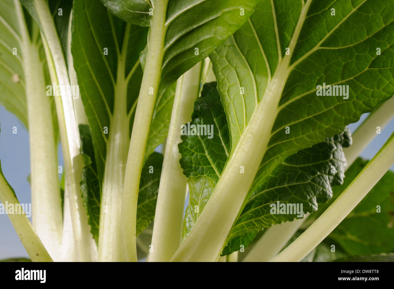 Pak-Choi Stockfoto