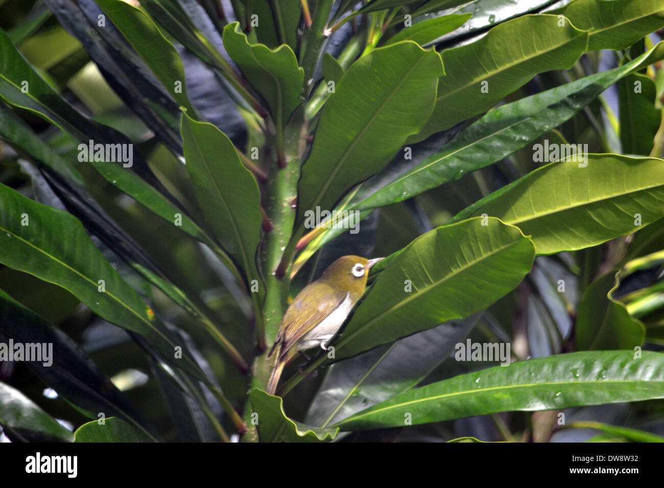 Weißaugen-Vogel zostoperidae, Zosterops sp., möglicherweise Xanthochroa, in einem Baum in Poindimie, Neukaledonien, Südpazifik Stockfoto
