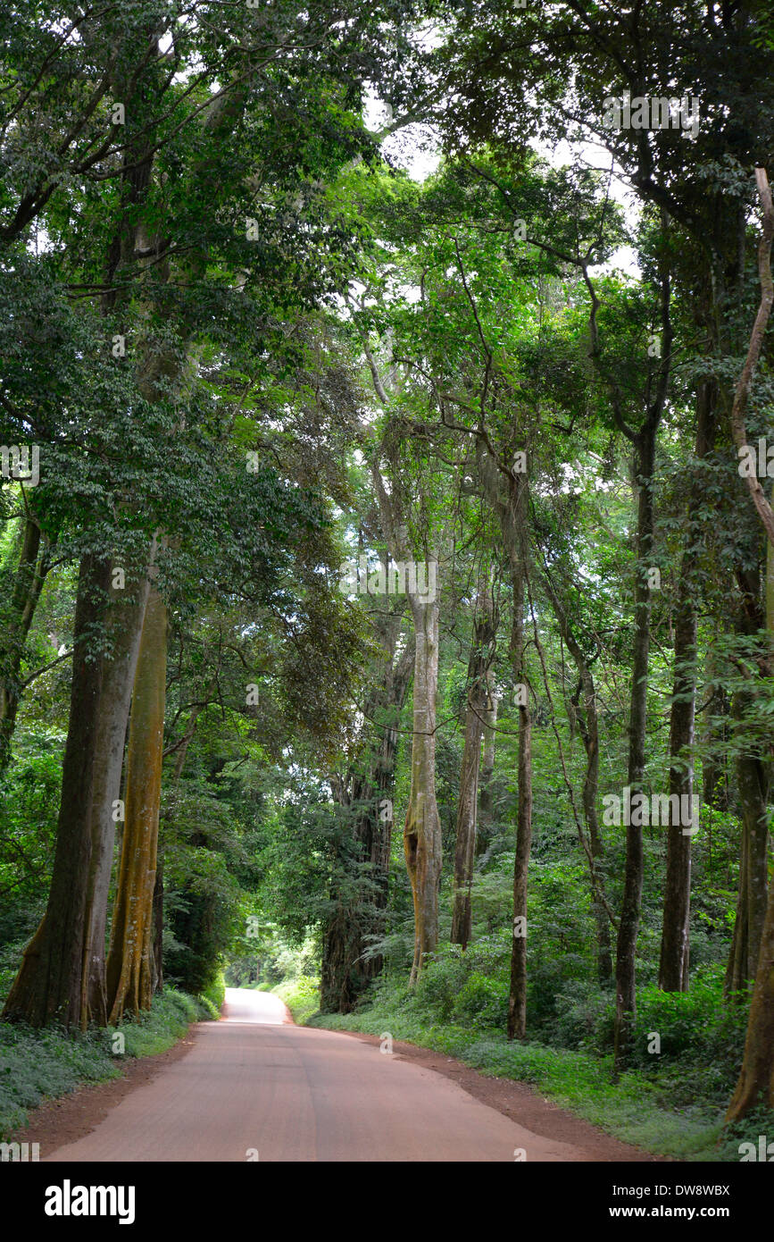 Mount Selinda Afro-Bergwald im östlichen Hochland von Simbabwe in Zentralafrika. Stockfoto