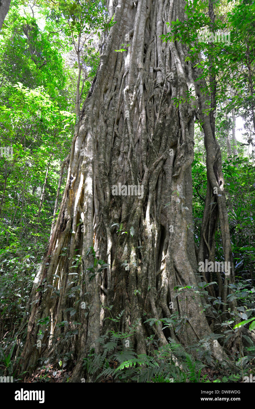 Mount Selinda Afro-Bergwald im östlichen Hochland von Simbabwe in Zentralafrika. Stockfoto