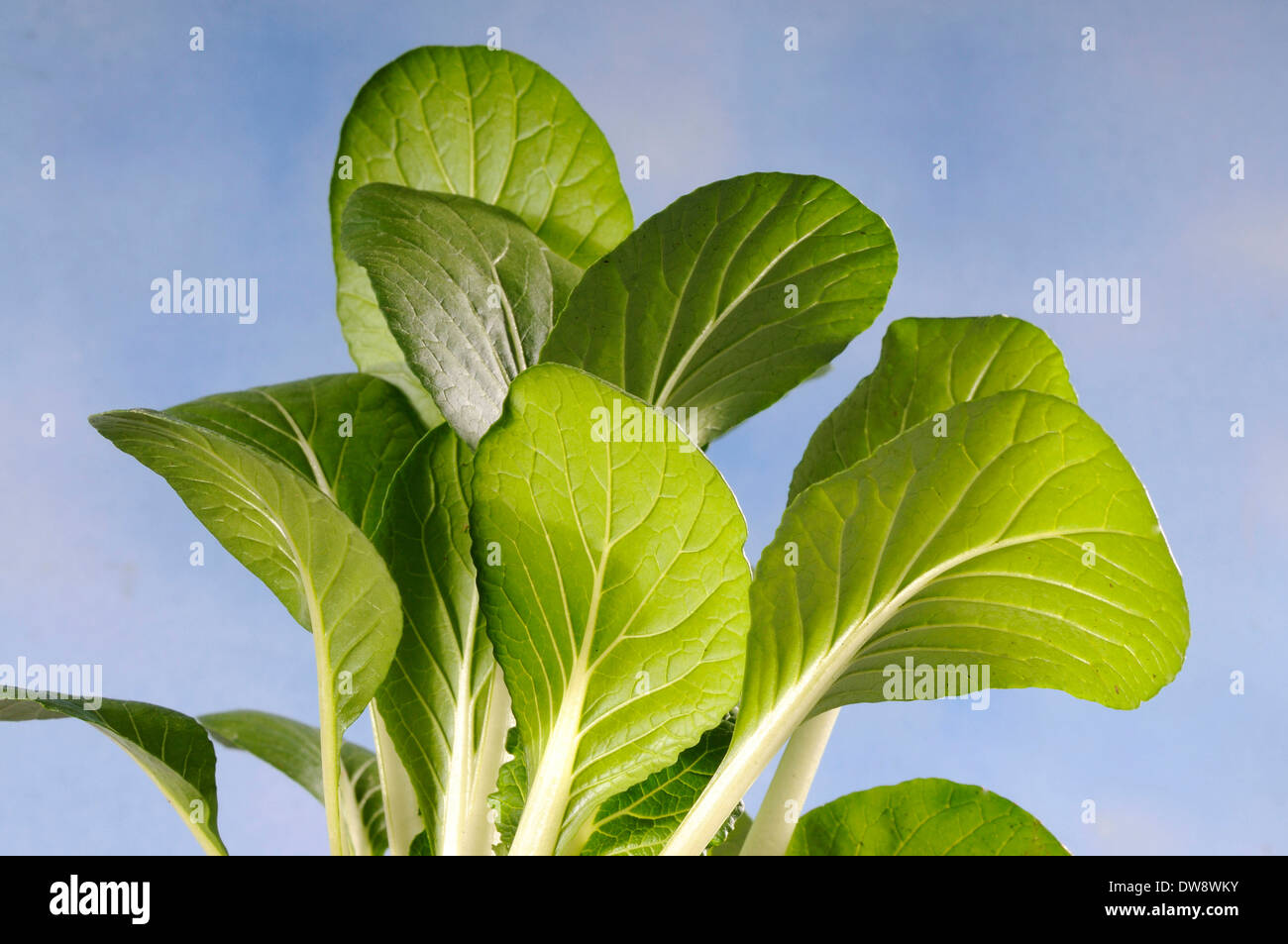 Pak-Choi Stockfoto