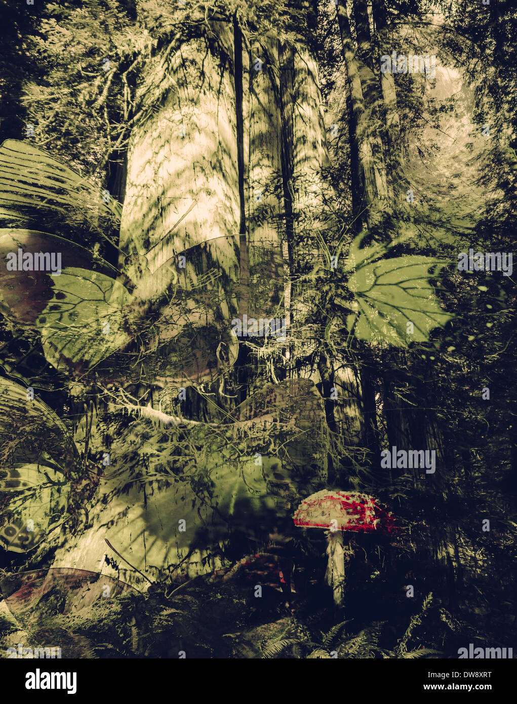 Alten Redwood Wald mit Pilz Fantasie mit Fotomanipulation und Texturen erstellt. Stockfoto