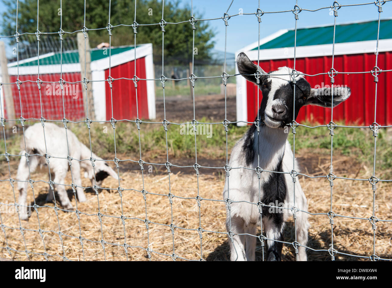 Schwarz / weiß Ziege Blick durch einen Zaun im Ziegenstall Stockfoto