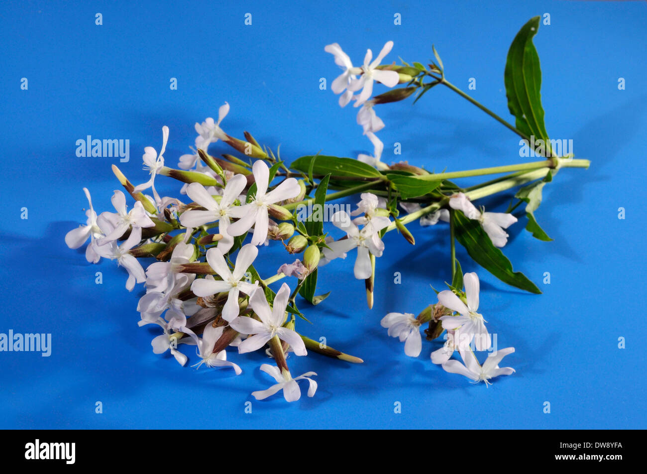 Gemeinsamen Seifenkraut Stockfoto