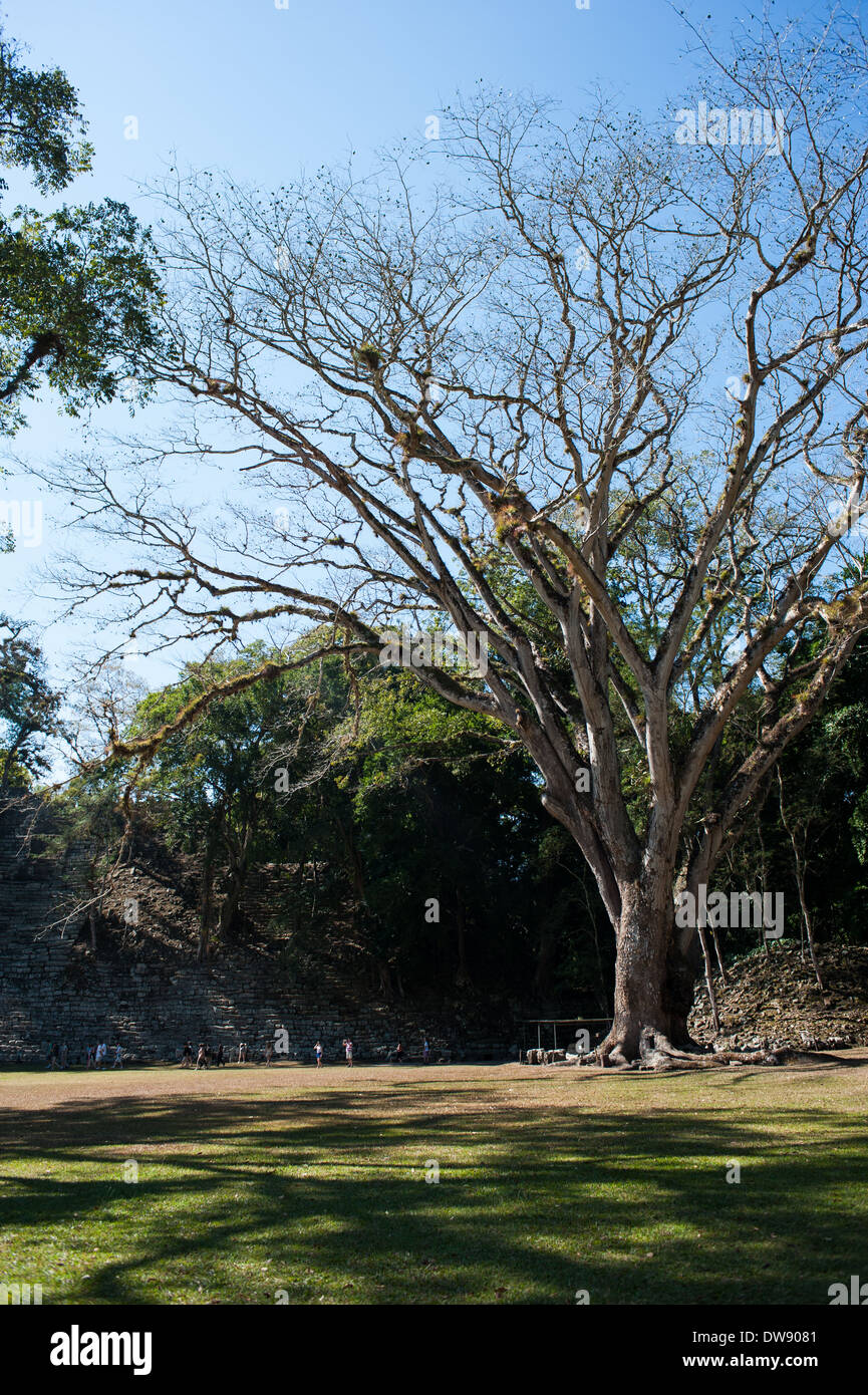 Ein riesiger Ceiba Baum an die Ruinas de Copán in Honduras Stockfoto