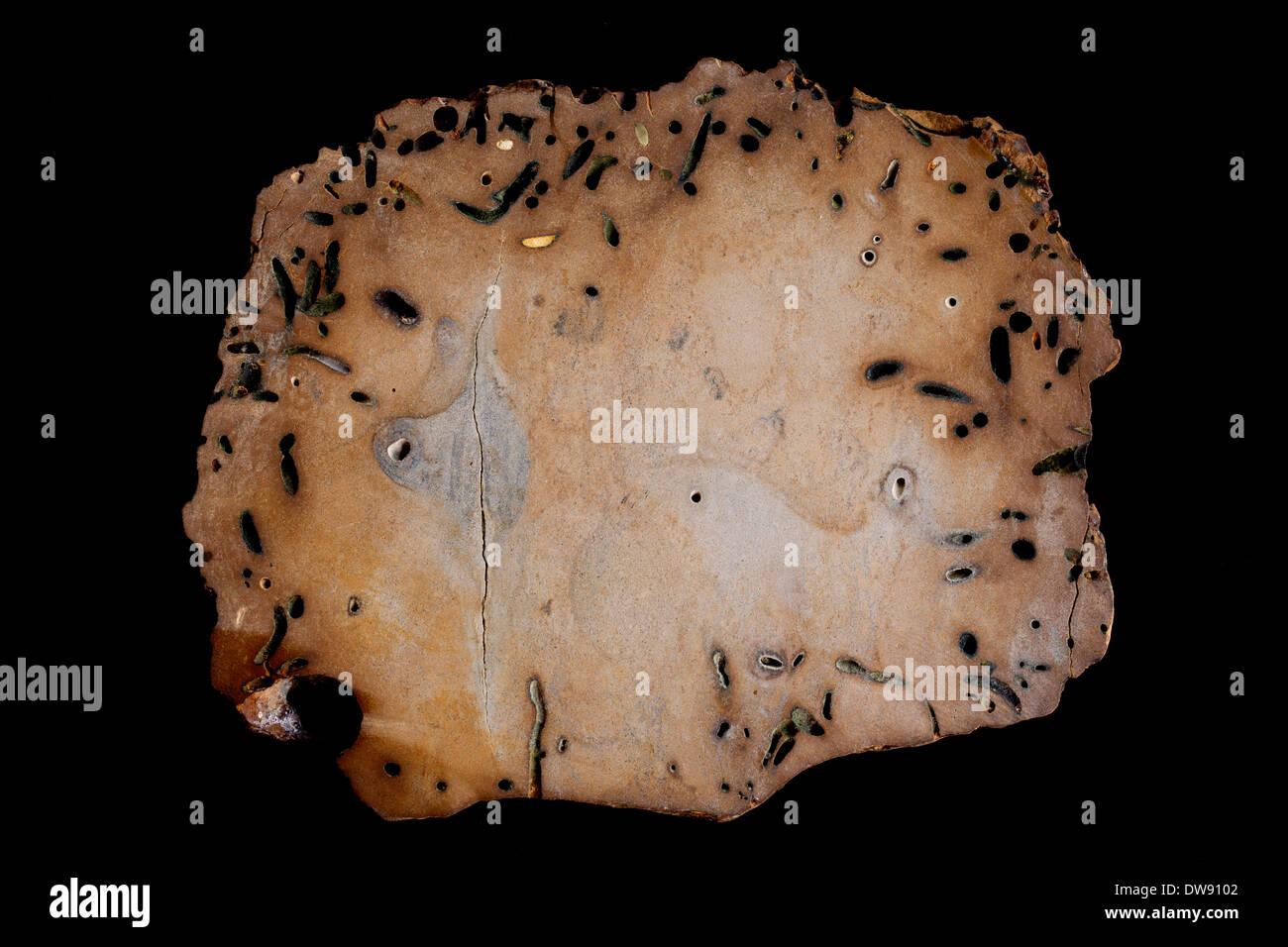 Phosphorite, äußere Festlandsockel, California Stockfoto