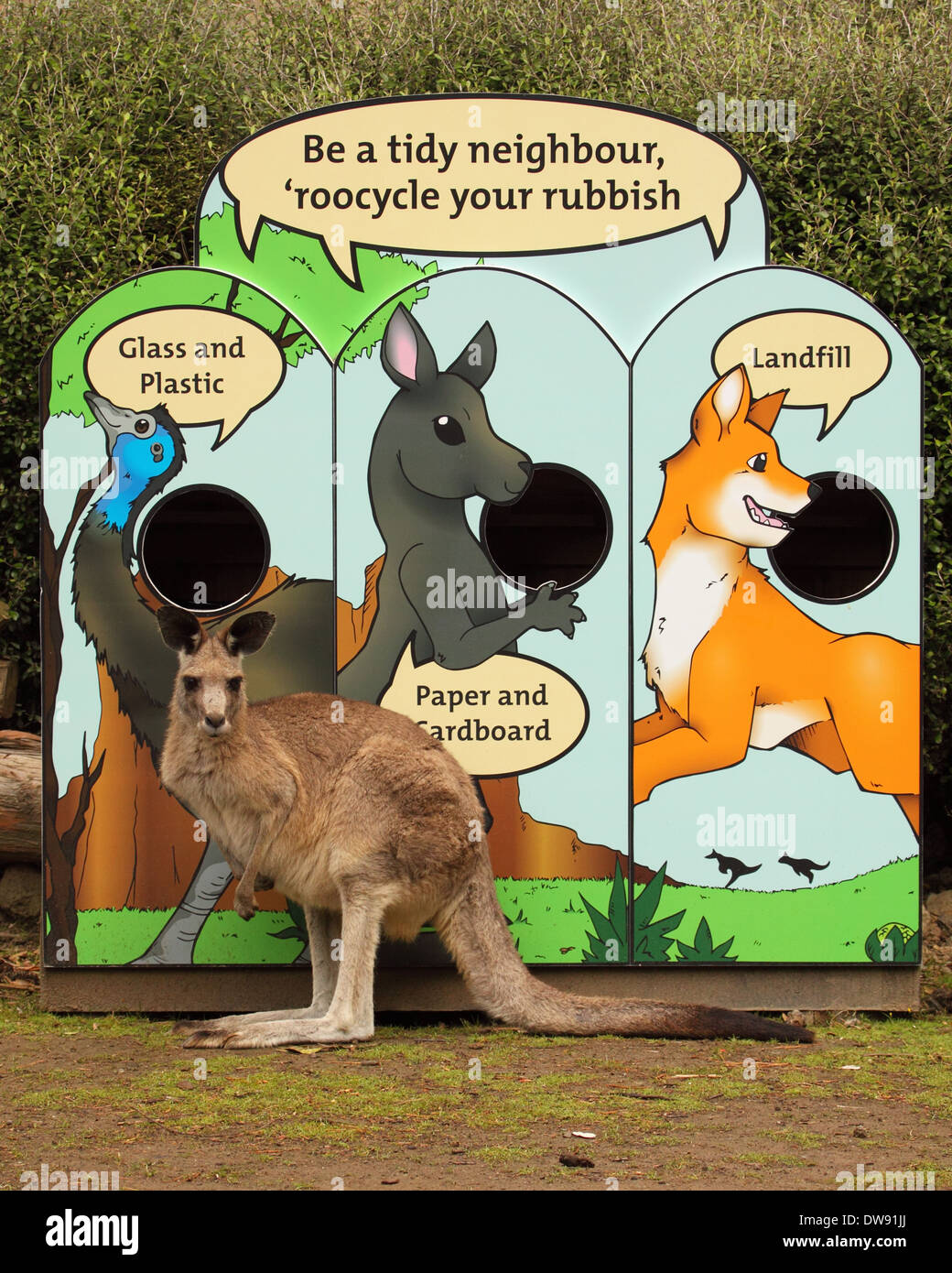 Ein Känguru mit ein Umweltbewusstsein und recycling in Neuseeland. Stockfoto