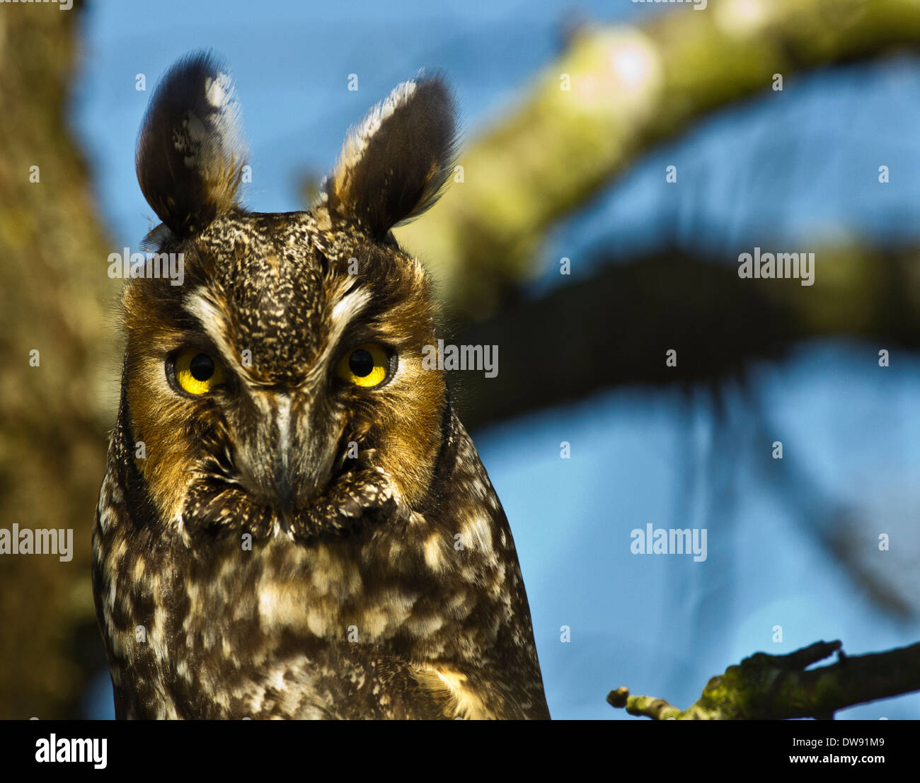 lange eared Eule Stockfoto