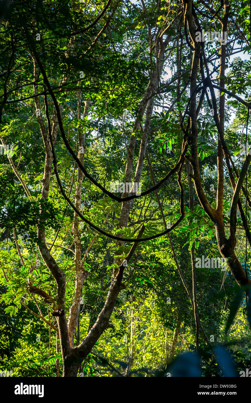 Grünen Dschungel Wald mit Liane Bäume Stockfoto