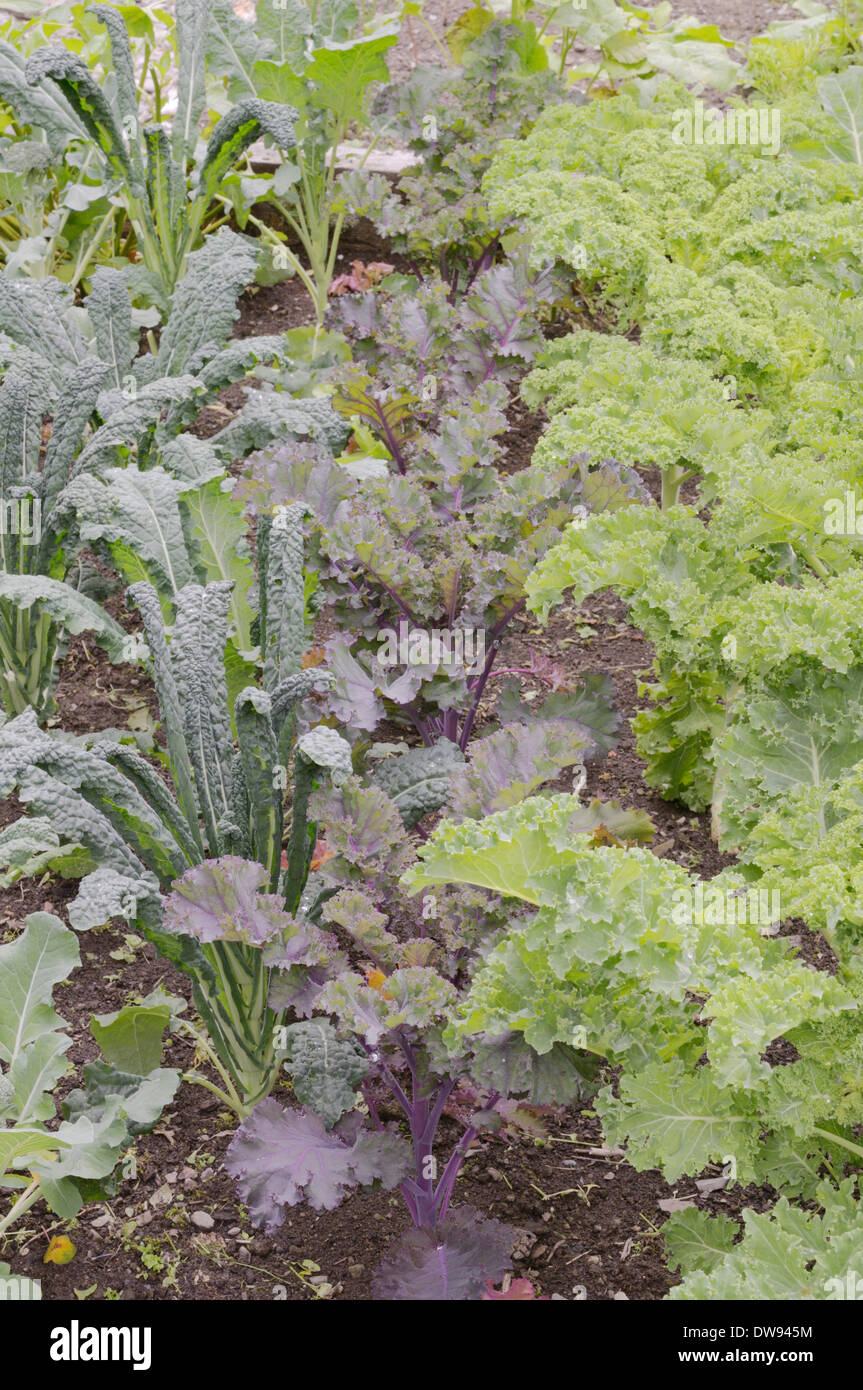 Kale Pflanzen, "Nero di Toscana", 'Scarlet lockig' und 'Starbor', Wales, UK. Stockfoto