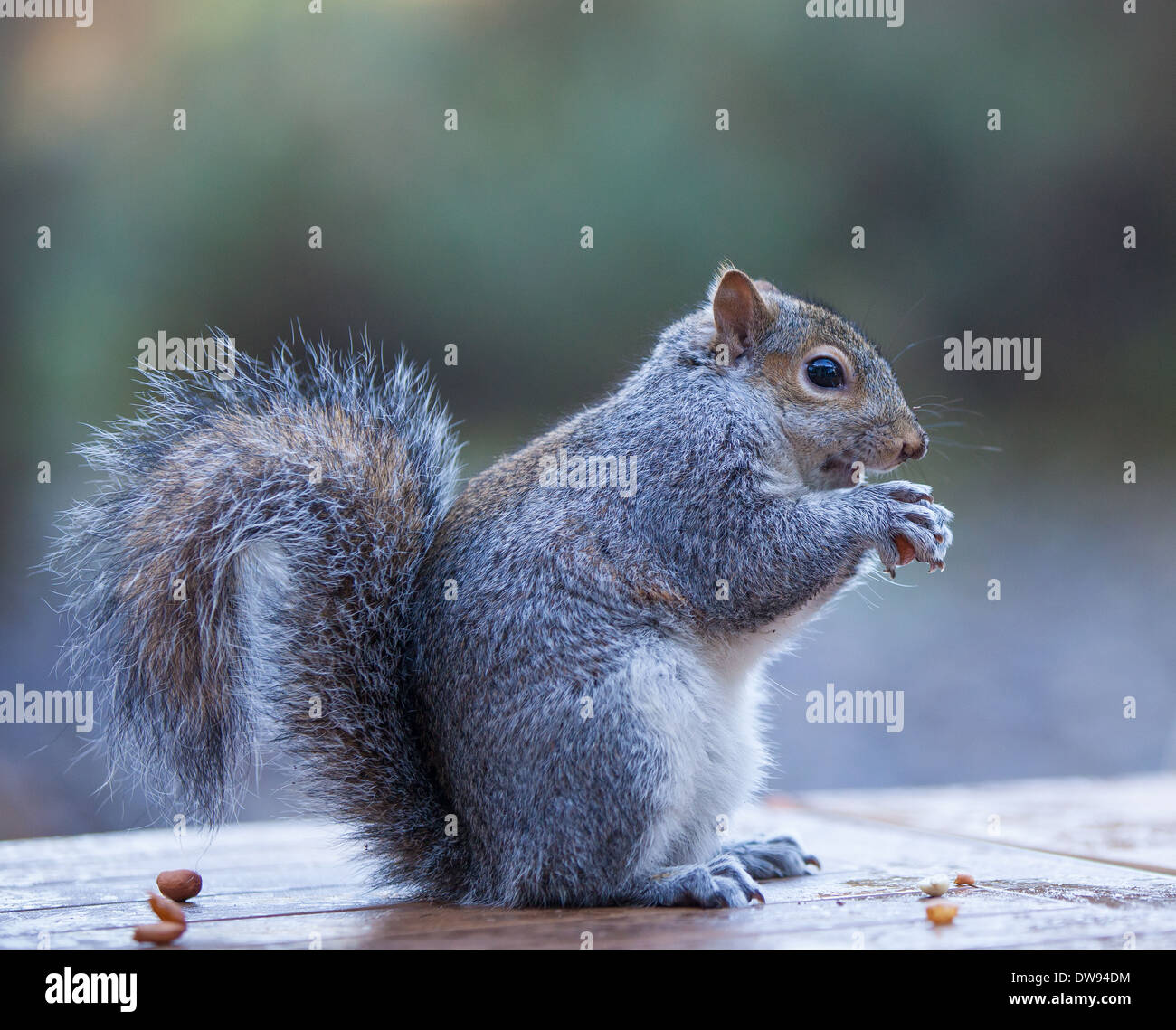 Graue Eichhörnchen Nahaufnahme Schuss Stockfoto