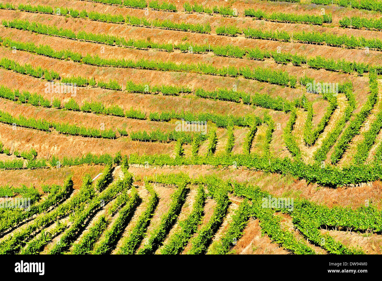 Weingut Portugal Douro-Tal Stockfoto