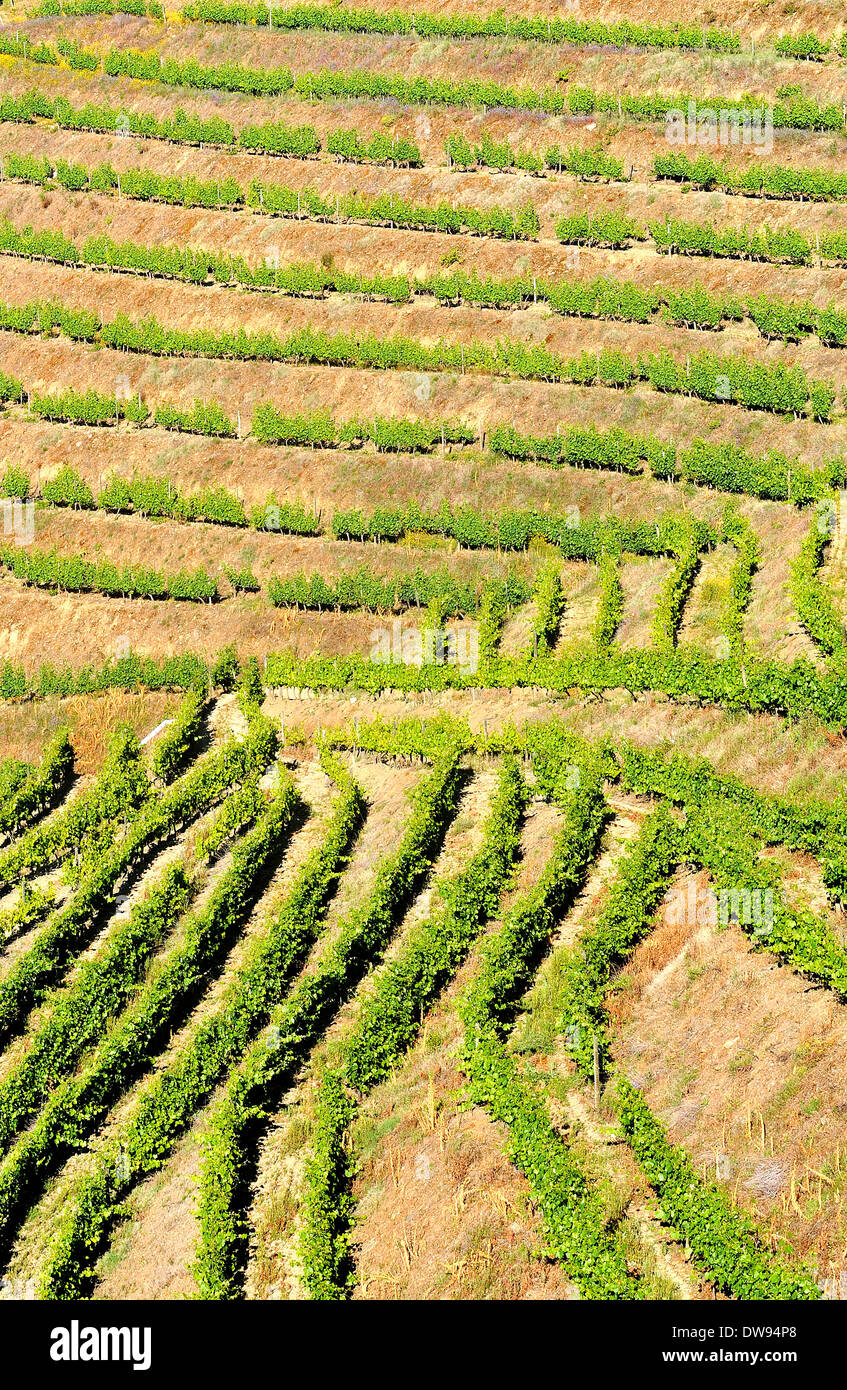 Weingut Portugal Douro-Tal Stockfoto