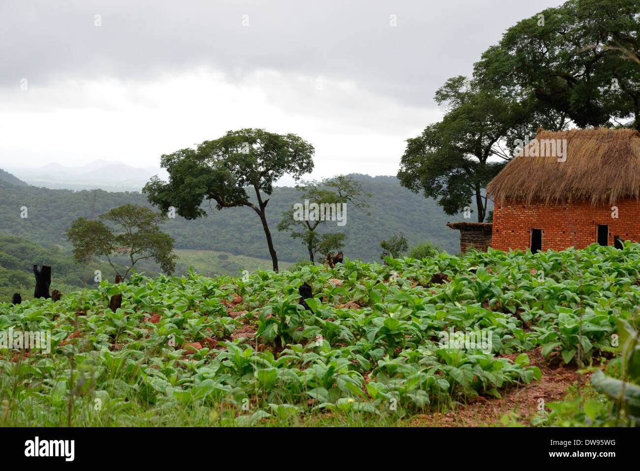 Tabakanbau auf Bauernhof im östlichen Hochland von Simbabwe in Zentralafrika. Stockfoto