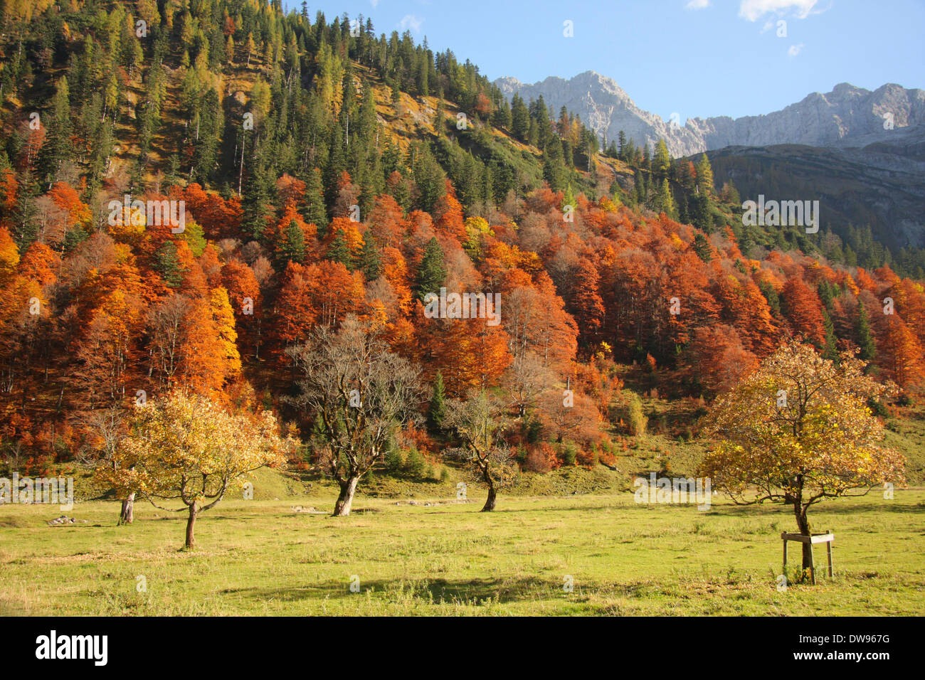 Herbstlichen Wald, Eng, Karwendelgebirge, Tirol, Österreich Stockfoto